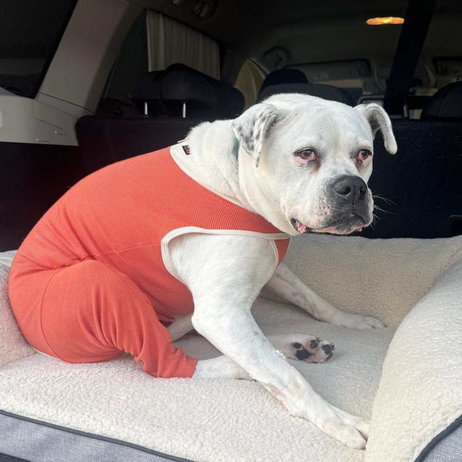 Roxy, a six-year-old Boxer cross, wearing her orange recovery body suit after TPLO surgery.